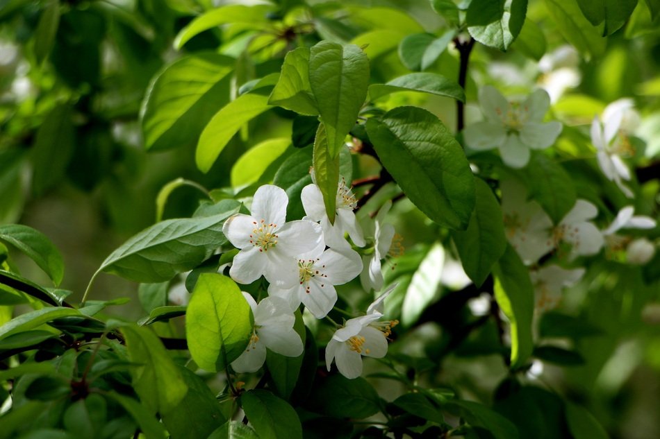white bloom of green trees closeup