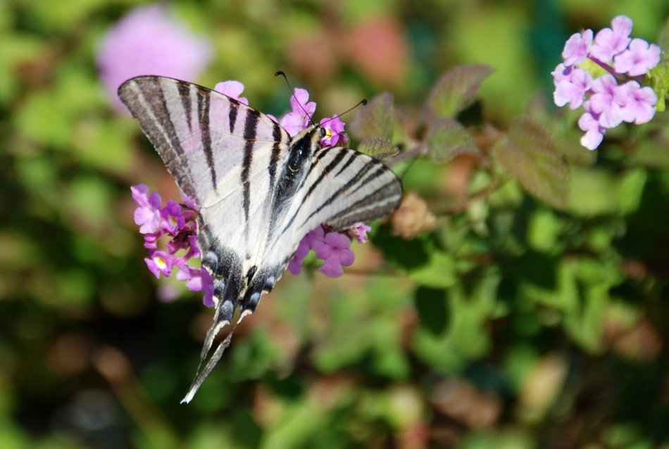 closeup view of Butterfly in South Of France