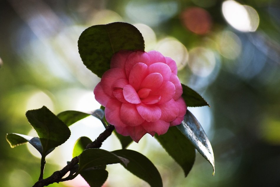 most beautiful Pink Flowers