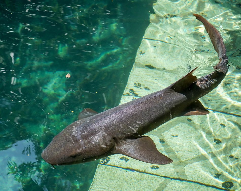 grey small Shark Swimming in pool