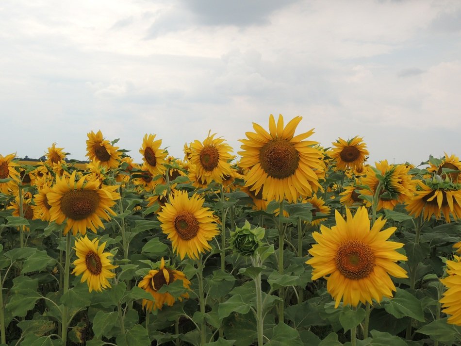 incomparable yellow Sunflower