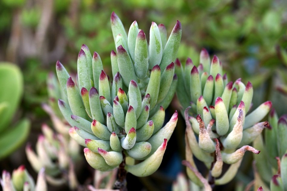 fleshy plant on blurry background