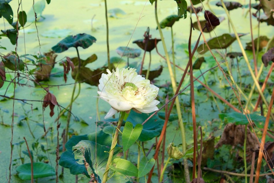 white lotus flower on the pond
