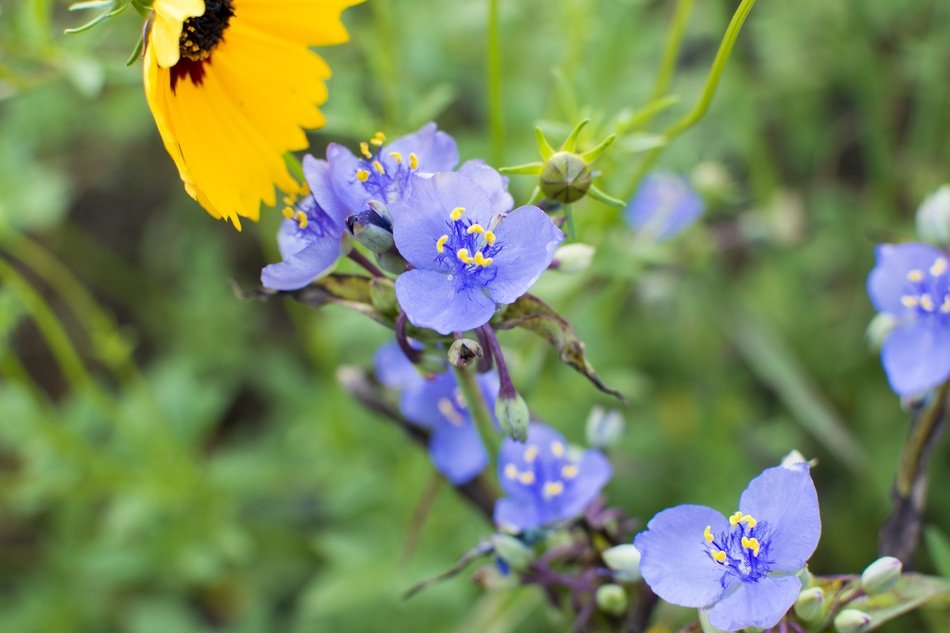 Spiderwort Flower