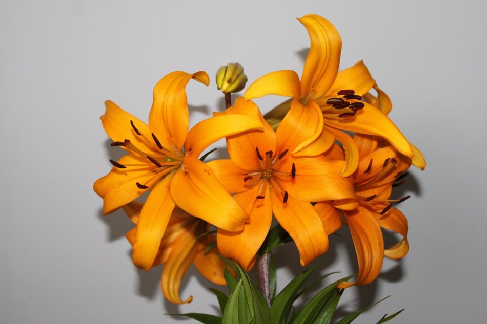 orange Lilies at grey background