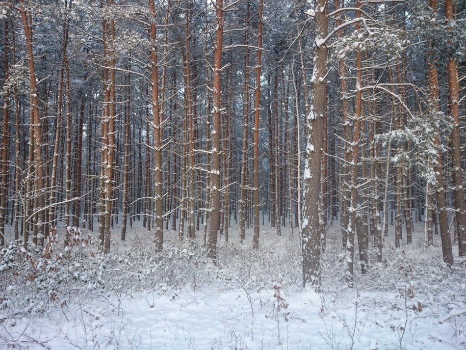 forest in the snow
