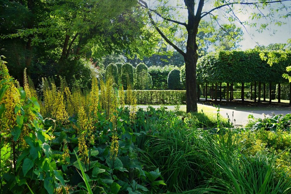 clipped trees in the garden