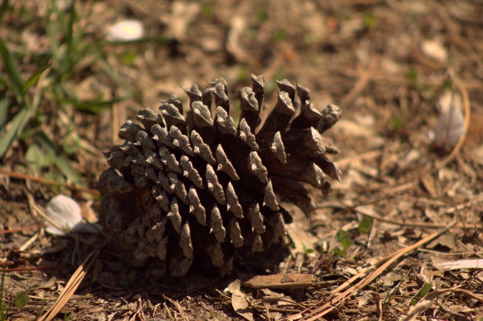 Spring Acorn Tree Plant Oak