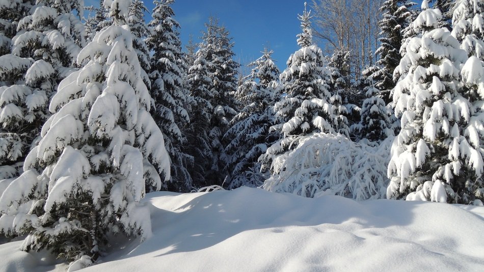 peaceful forest in winter in High Tatras