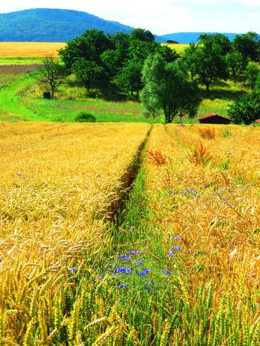 green path among the cereal field