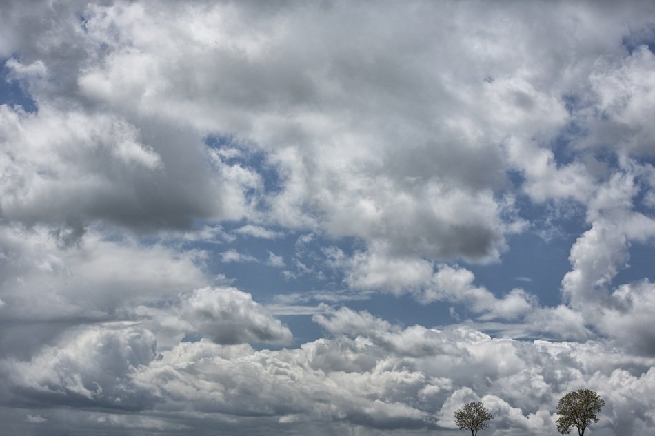 sky with white big clouds above the trees