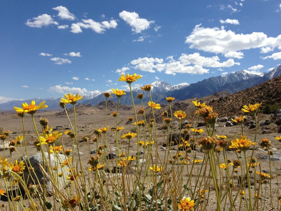 yellow flowers in Desert under blue Sky, usa, California