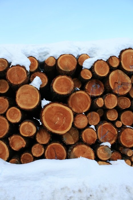 Tree Nature Snow