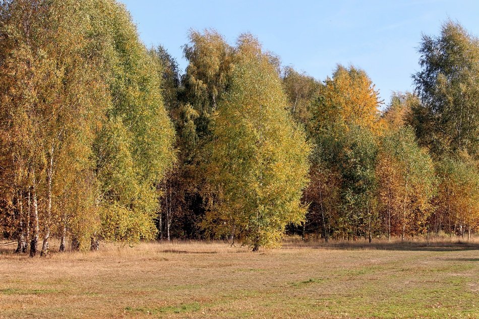 Colorful autumn mood in the forest