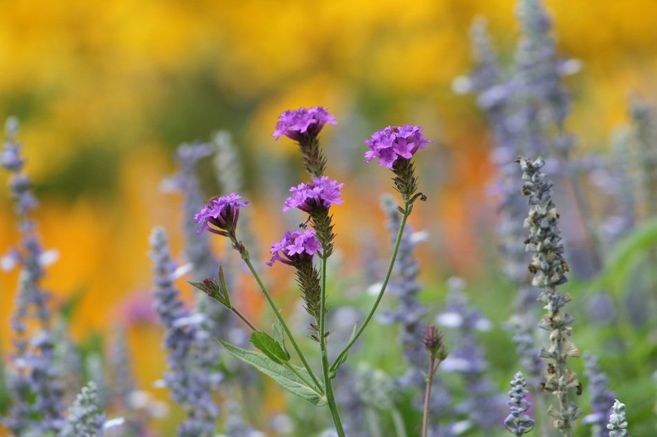 Garden Flowers Purple Flowers