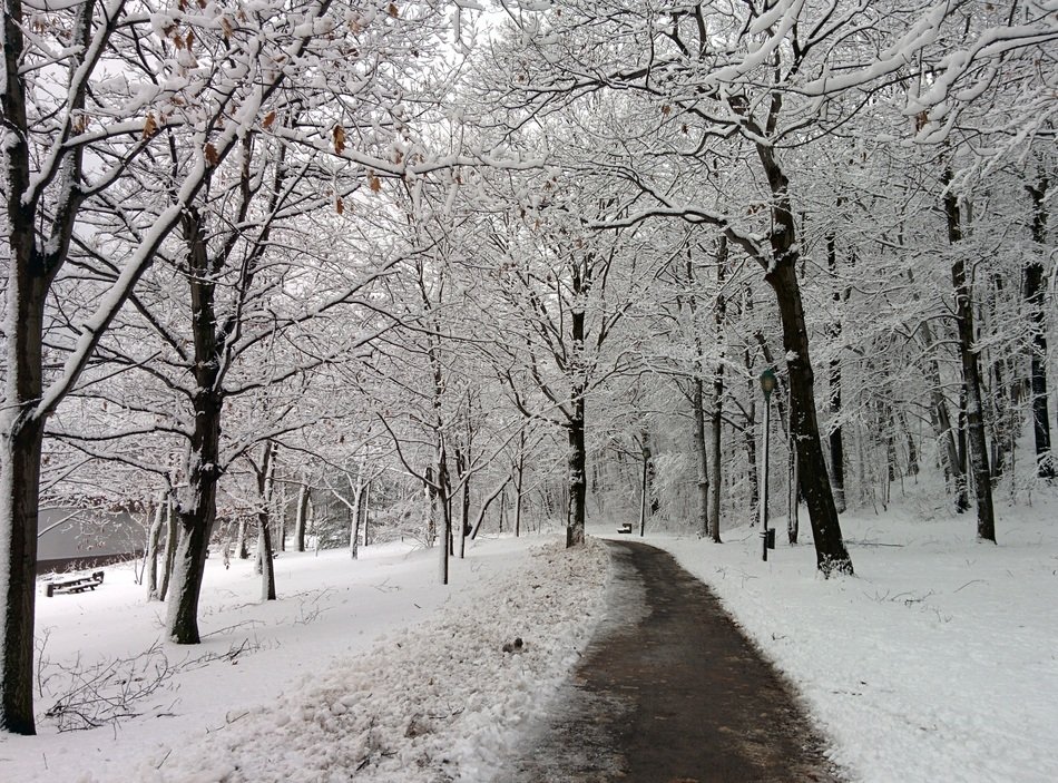 Landscape with the path in the winter