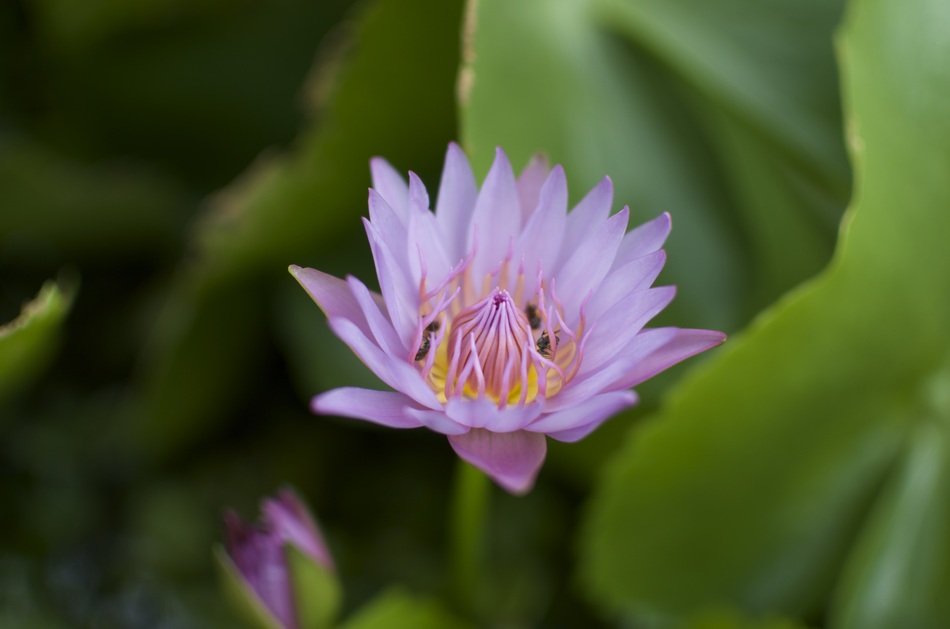macro photo of nice Purple Flower