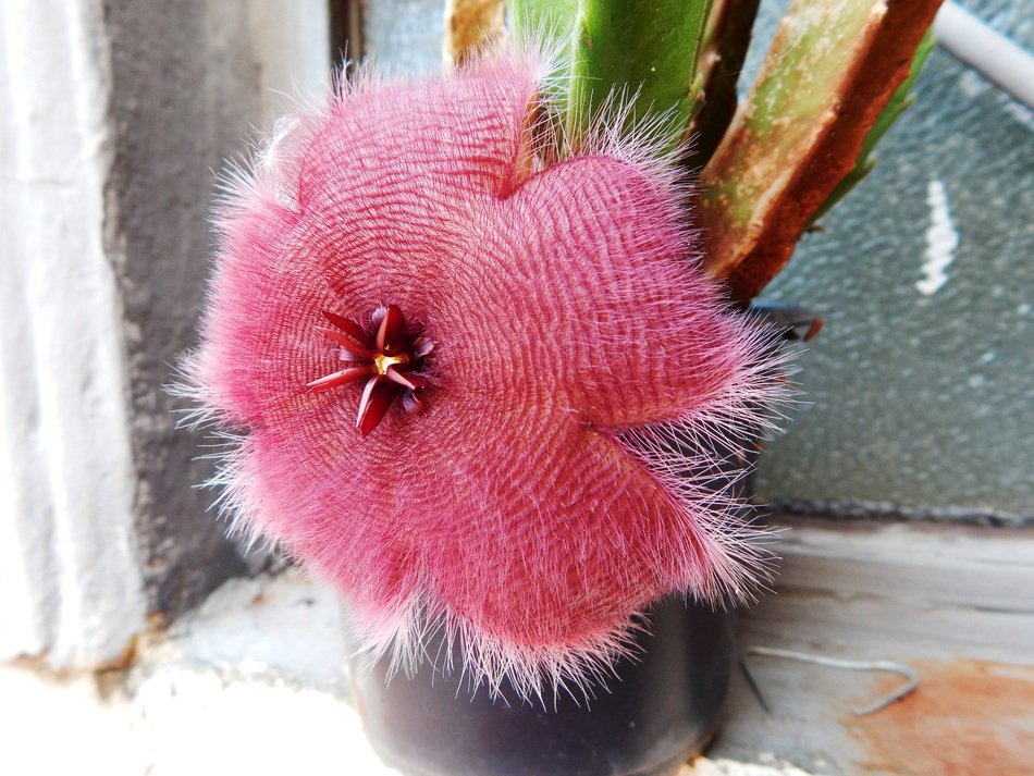 hairy pink flower close-up