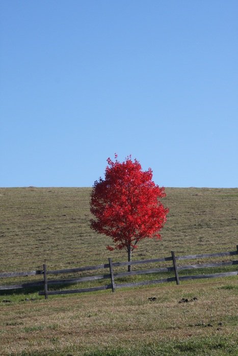landscape of scarlet tree against the background of a rural field