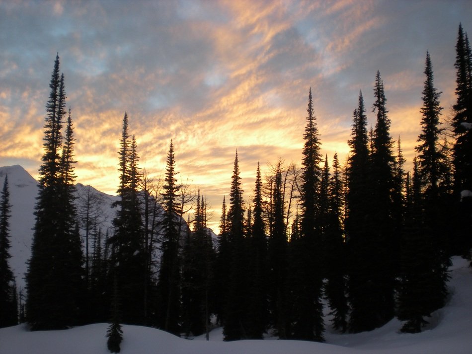trees in the mountains at sunset