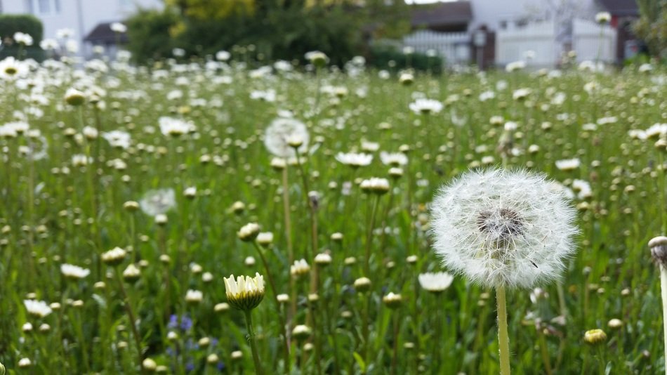Big dandelion field in nature