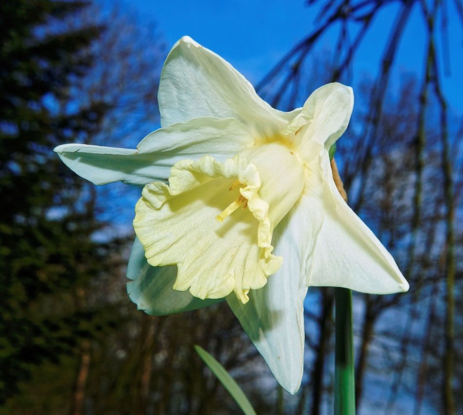 white daffodil on a background of tree branches