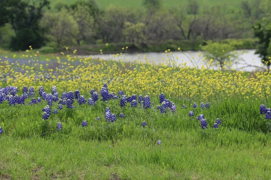Flowers Wildflowers Texas