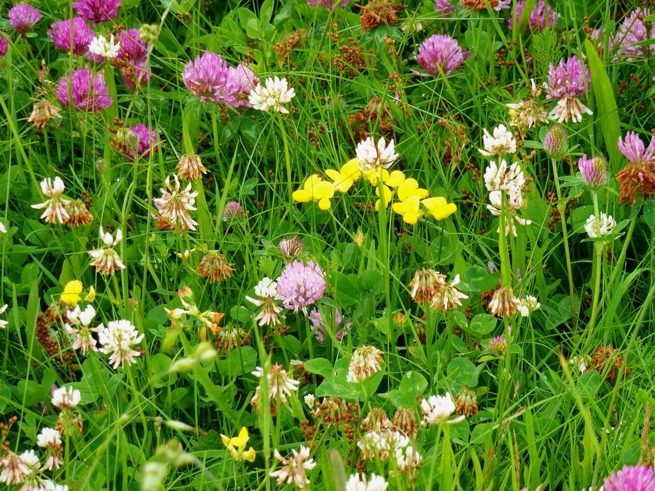 Picture of the colorful Klee Flowers