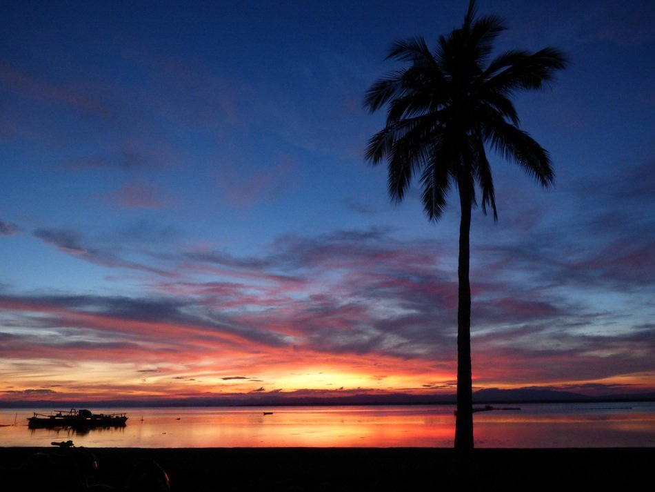 green palm tree near the sea in the evening