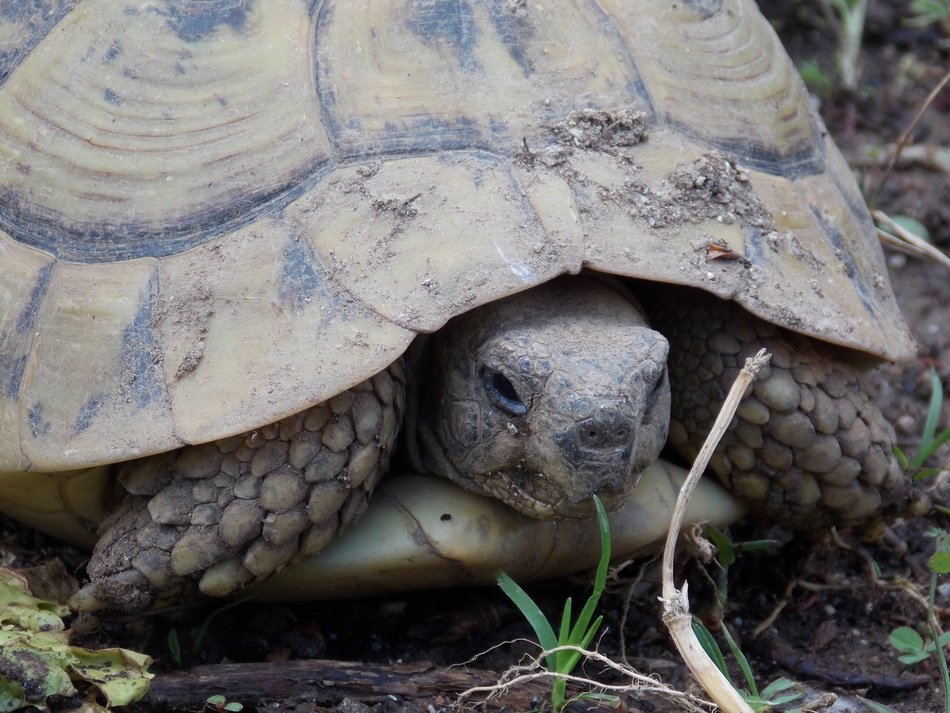 the hundred-year-old turtle
