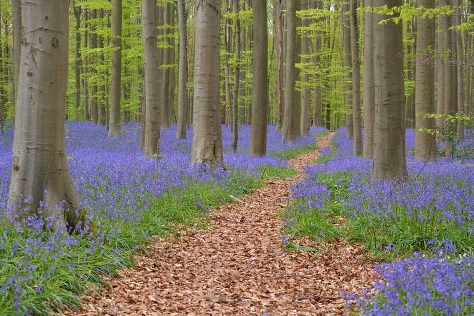 thicket of blue bell among the autumn forest