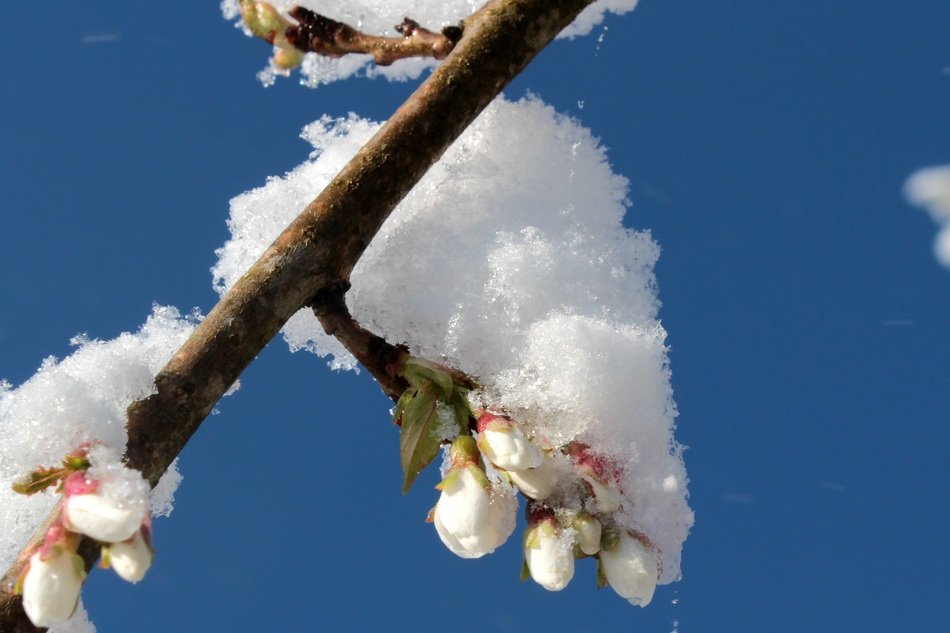 cherry blossom and snowflakes