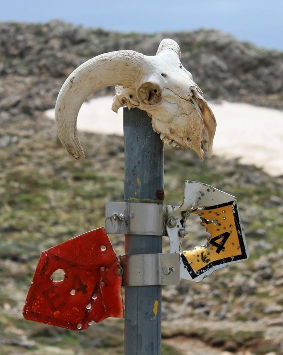 Picture of Migratory Shield