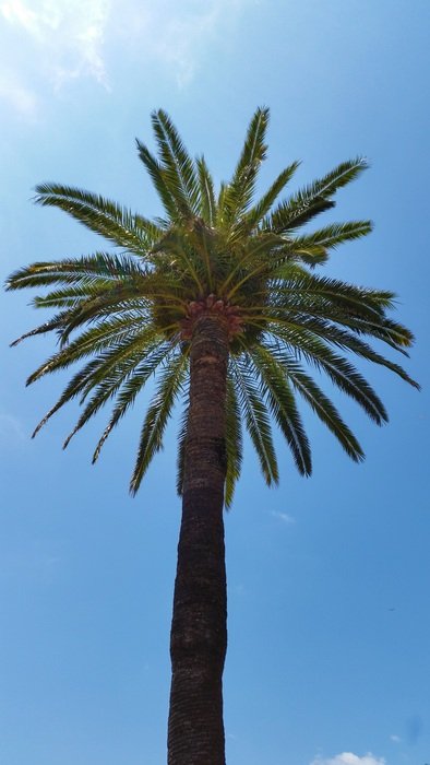palm tree against the blue sky on the island
