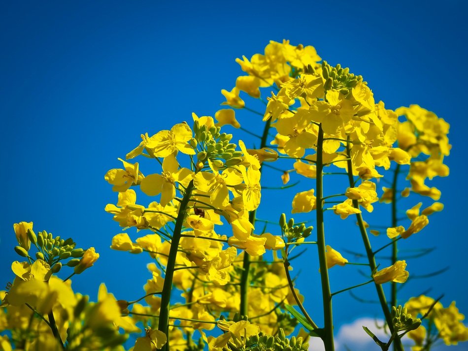 Beautiful oilseed rape plant with yellow flower at blue sky background