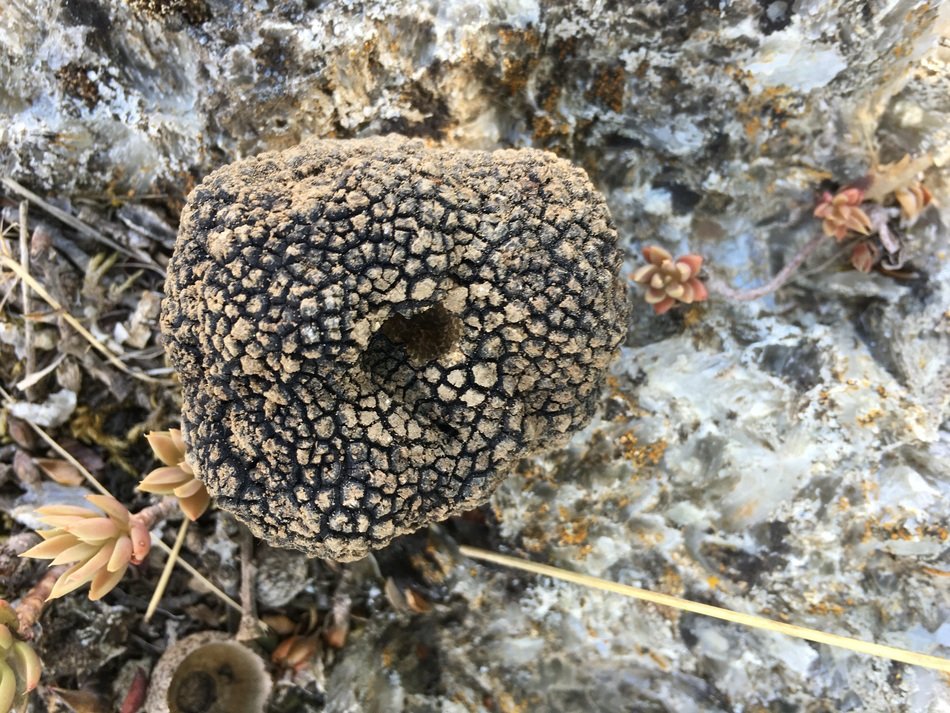 Truffle Nature