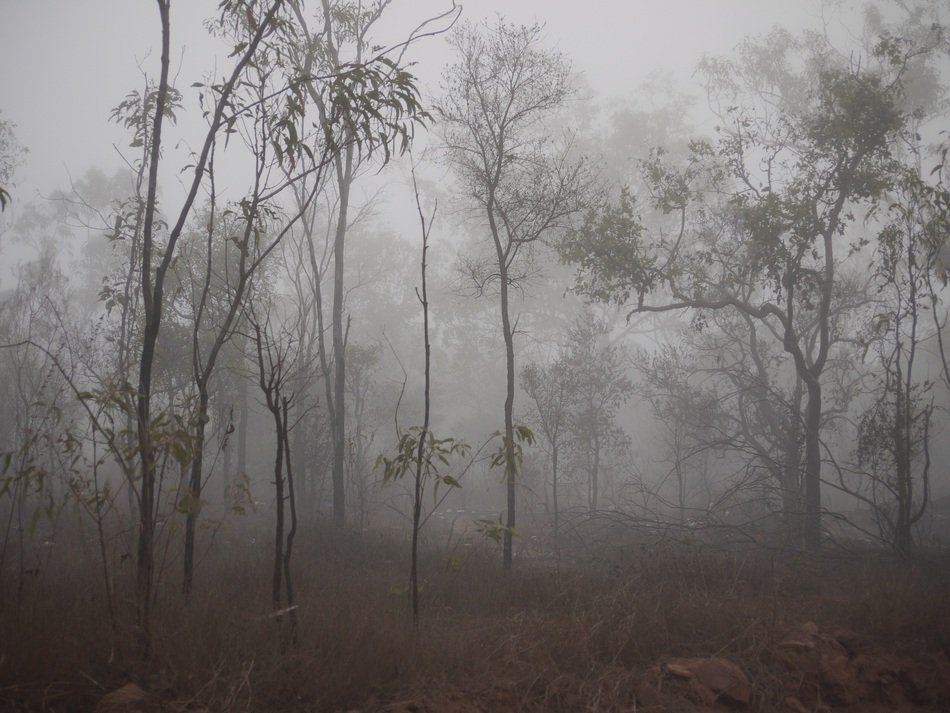 Fog Spooky Trees