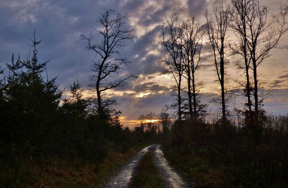 Picture of Forest Path in December