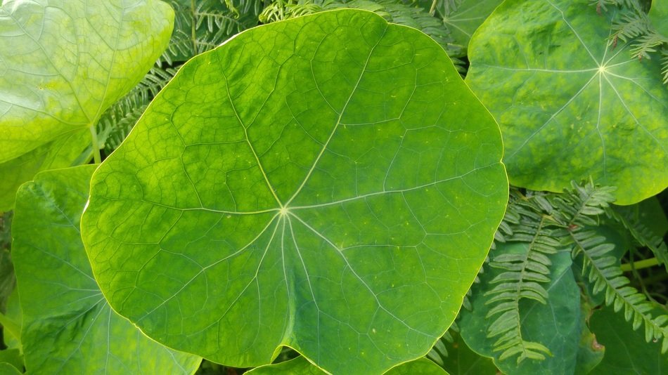 Big green leaves in the spring