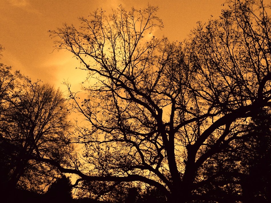 Landscape of the forest in the evening