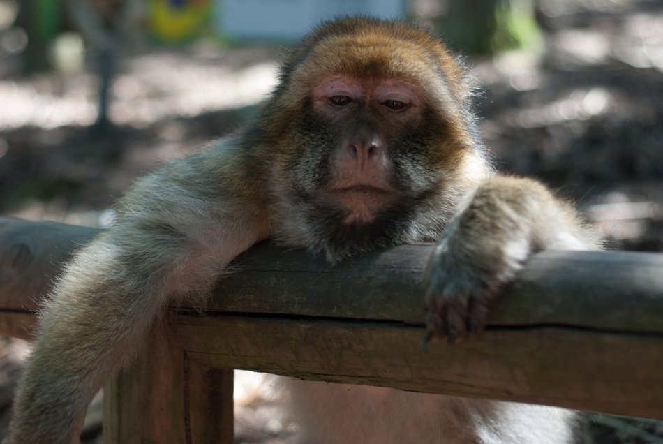 most beautiful Monkey