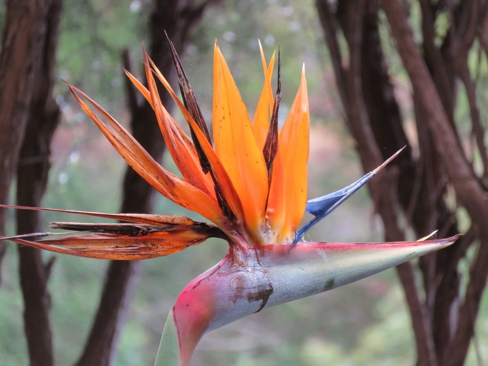parrot flower in the garden
