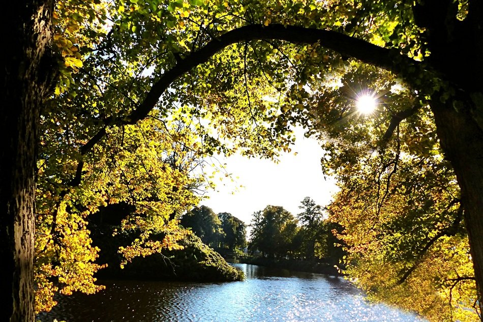 fascinating Autumn Trees