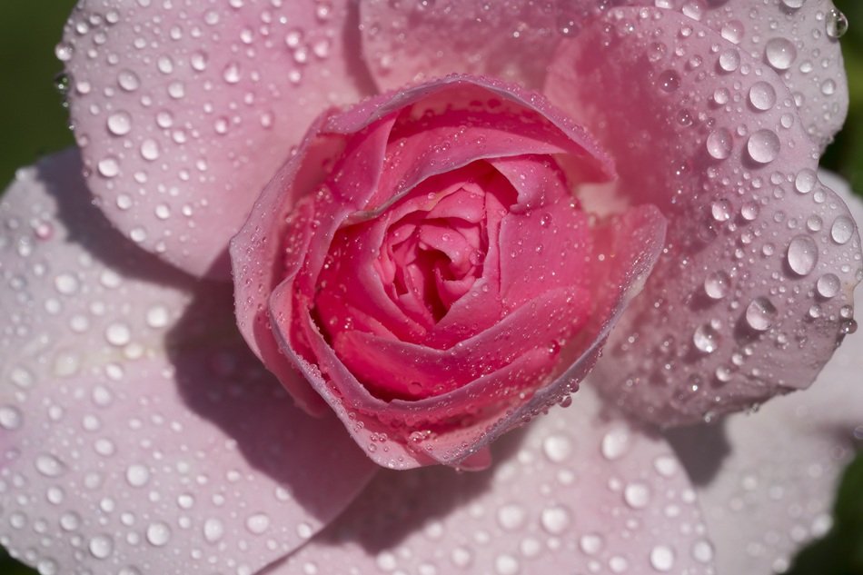 delicate pink rose in water drops