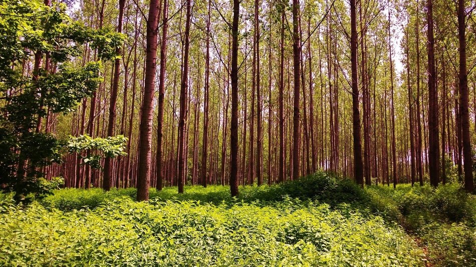 Forest highTrees