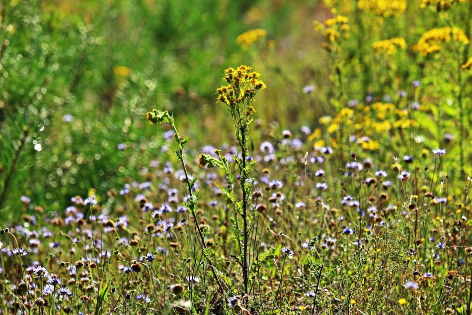 ragweed bloom on the field