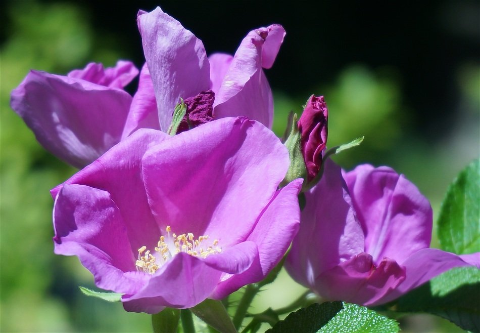 Beautiful rose clusters in the garden