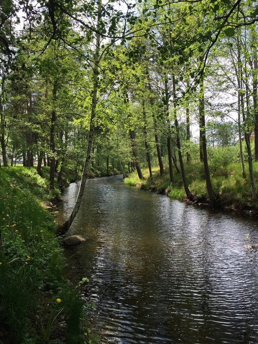 forest river in Sweden