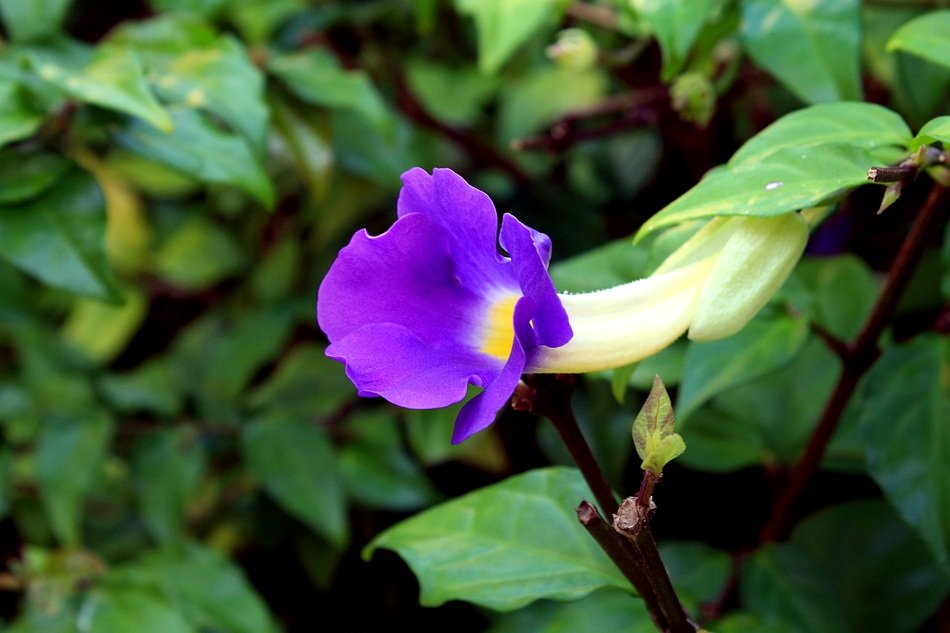 Blue Tumbergia Flower