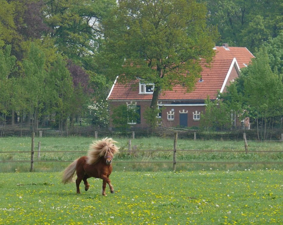 fascinating Horse Pony